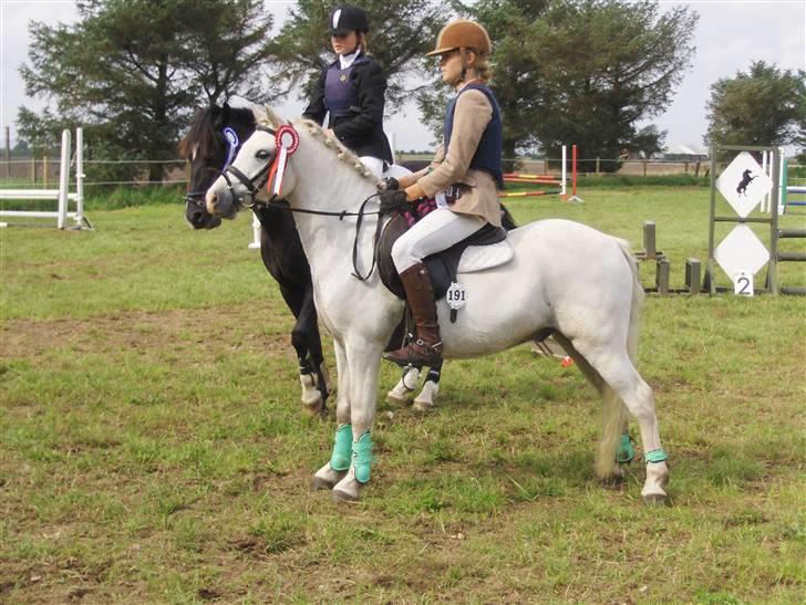 Welsh Pony af Cob-type (sec C) Fakla Chico  - Fakla Chico på en vellykket stævnedag billede 14