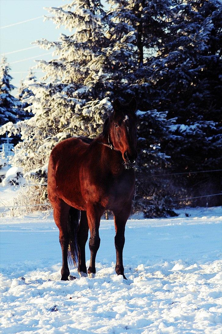 Traver Breaking the law R.I.P - Taget af Melissa Alice Semkuruto Larsen. billede 1