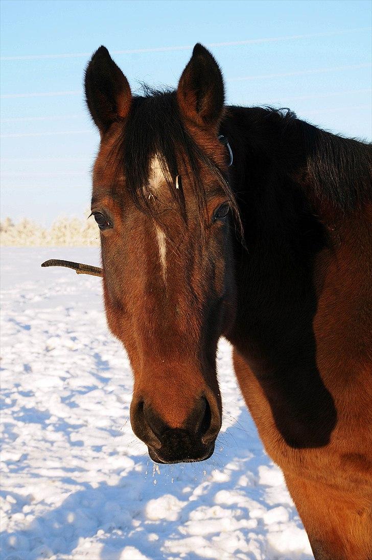 Traver Breaking the law R.I.P - Taget af Melissa Alice Semkuruto Larsen. billede 2