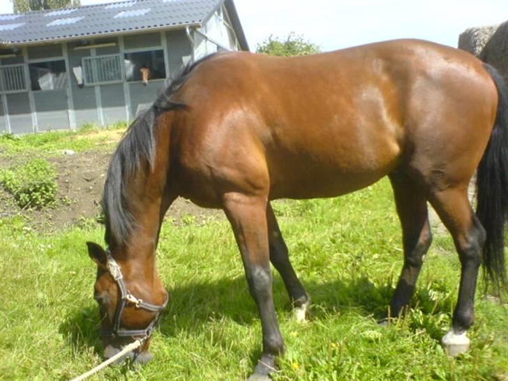 Traver Breaking the law R.I.P - Ude ved tidligere ejer billede 3