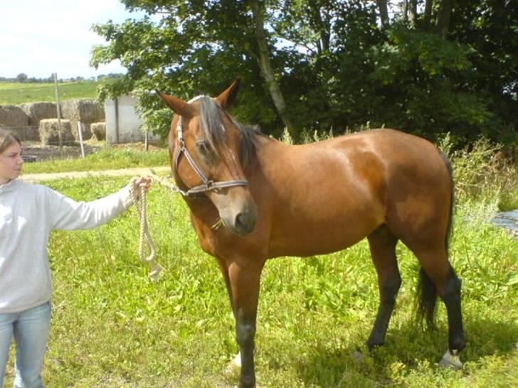 Traver Breaking the law R.I.P - Ude ved tidligere ejer billede 4