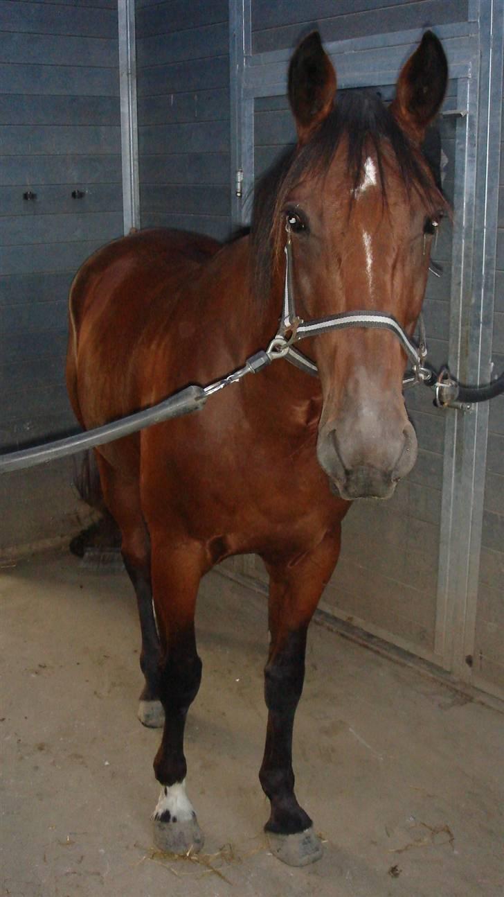 Traver Breaking the law R.I.P billede 5