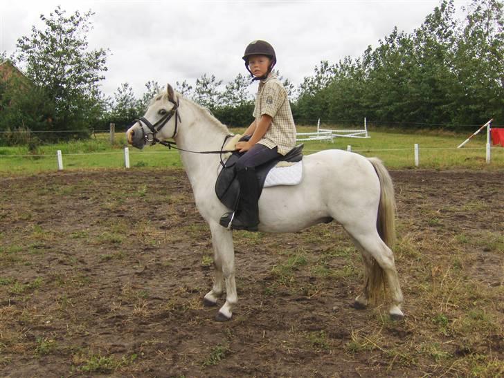 Welsh Pony af Cob-type (sec C) Fakla Chico  - Fakla Chico august 2007 billede 15