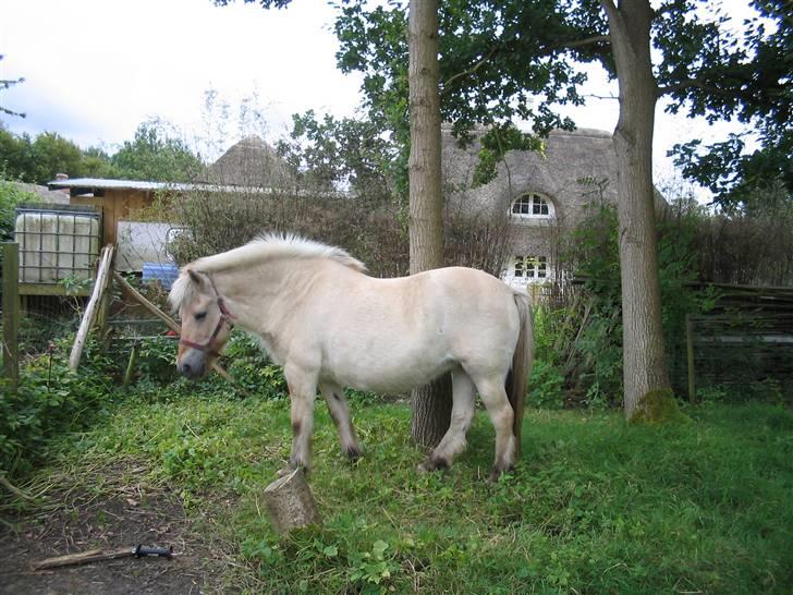 Fjordhest Musse :) *R.I.P* <3 - sker der noget der ? (den første dag jeg fik hende den 01/09/07 billede 1