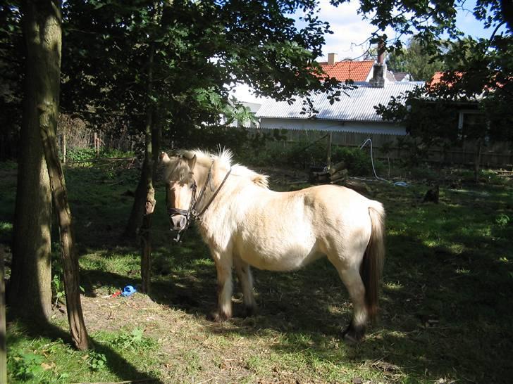 Fjordhest Musse :) *R.I.P* <3 - NYT 16/09/07 havde lige været ud og skridte af uden sadel billede 2