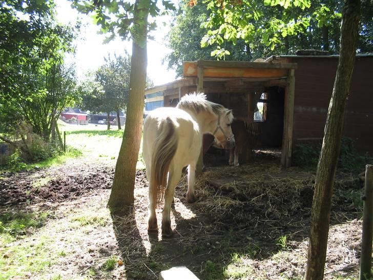 Fjordhest Musse :) *R.I.P* <3 - NYT 16/09/07 færdig med at arbejde billede 3