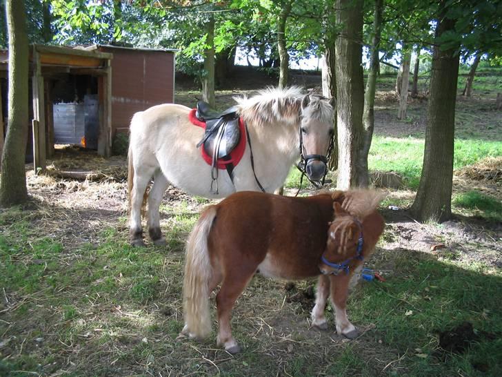 Fjordhest Musse :) *R.I.P* <3 - NYT 16/09/07 bamse hesten :)  billede 4