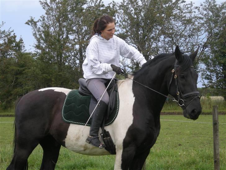 Pinto Gipsy  billede 12