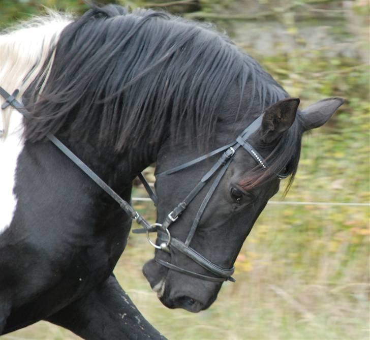 Pinto Gipsy  - <3 billede 13