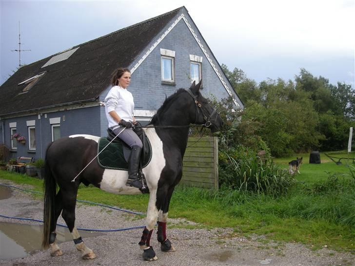 Pinto Gipsy  billede 14