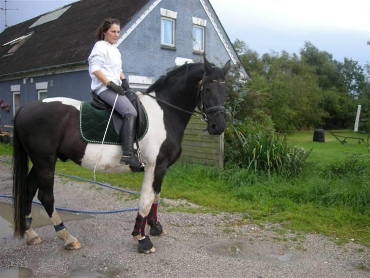 Pinto Gipsy  billede 16