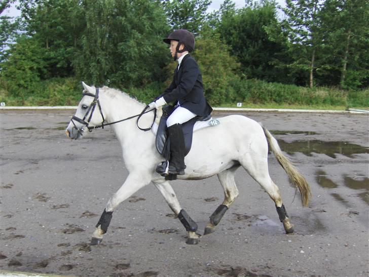 Welsh Pony af Cob-type (sec C) Fakla Chico  - Fakla Chico august 2007 billede 16