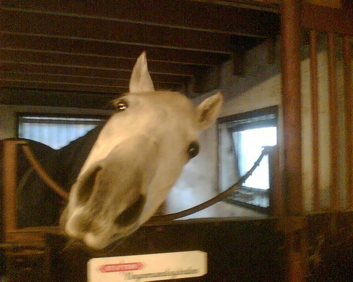 DSP Aaby's Kimba - R.I.P :'( - Haha Kimba :) Altid nysgerrig :D billede 2