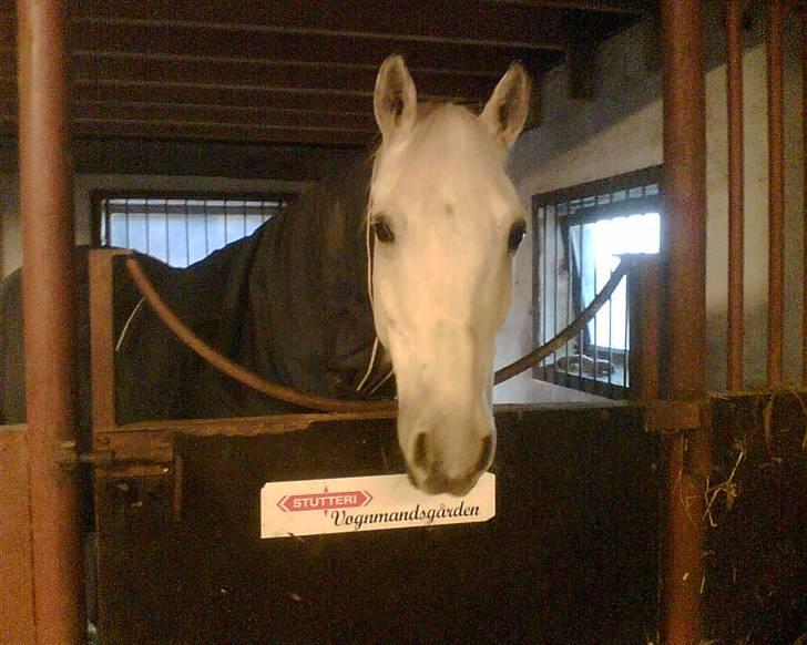 DSP Aaby's Kimba - R.I.P :'( - Lille søde Kimba :) <´33 billede 3