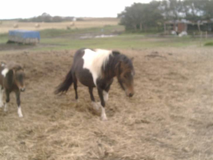 Shetlænder bella (solgt) billede 10