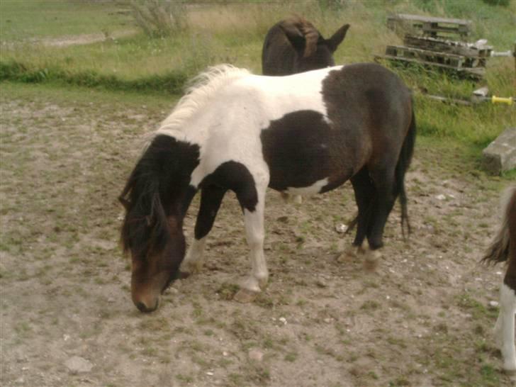 Shetlænder bella (solgt) billede 11