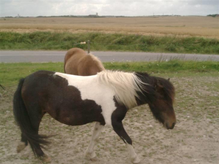 Shetlænder bella (solgt) billede 12