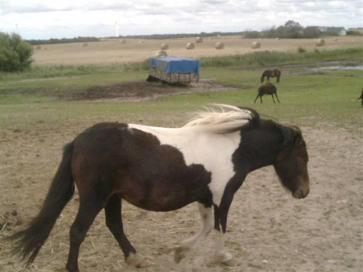 Shetlænder bella (solgt) billede 13