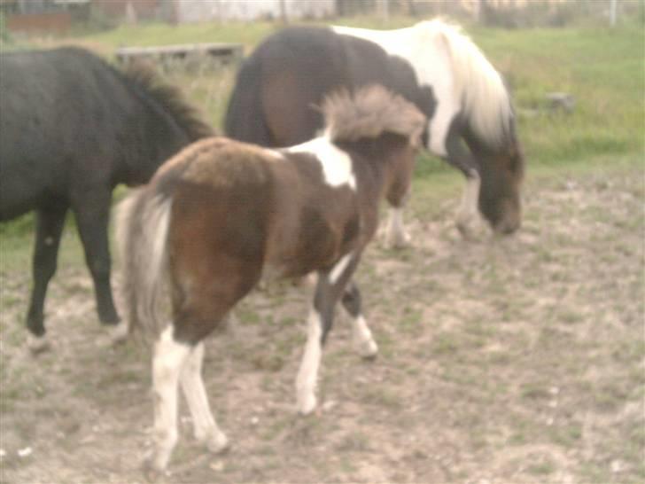 Shetlænder bianca /R.I.P billede 15