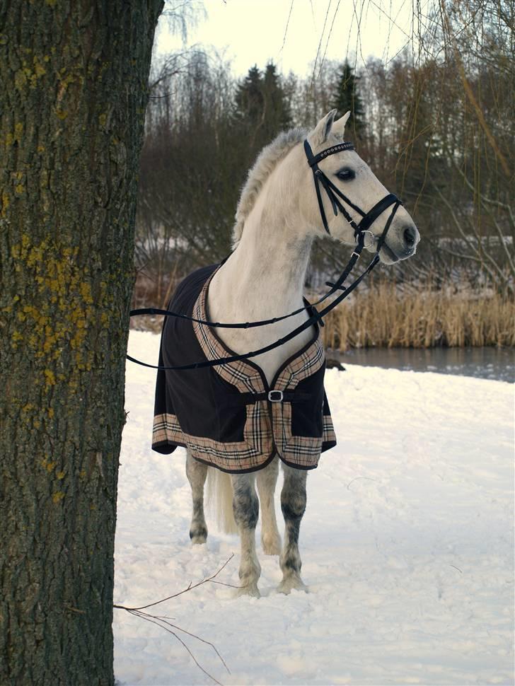 New Forest Feldholm's Pontius Solgt - pontius foto: agermose-foto billede 10