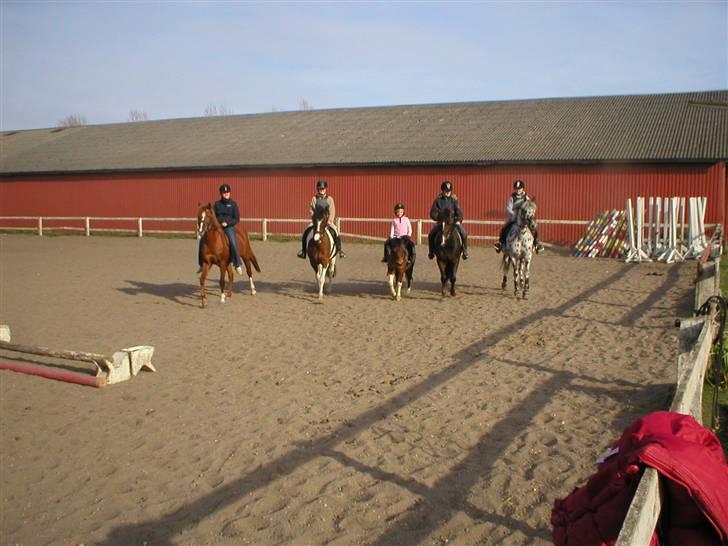 Welsh Cob (sec D) Nando<3(Gumle) [Solgt] (: - på banen derhjemme:-D billede 6