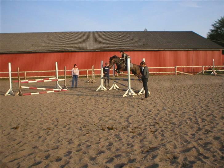 Welsh Cob (sec D) Nando<3(Gumle) [Solgt] (: - til springtræning:-D billede 7