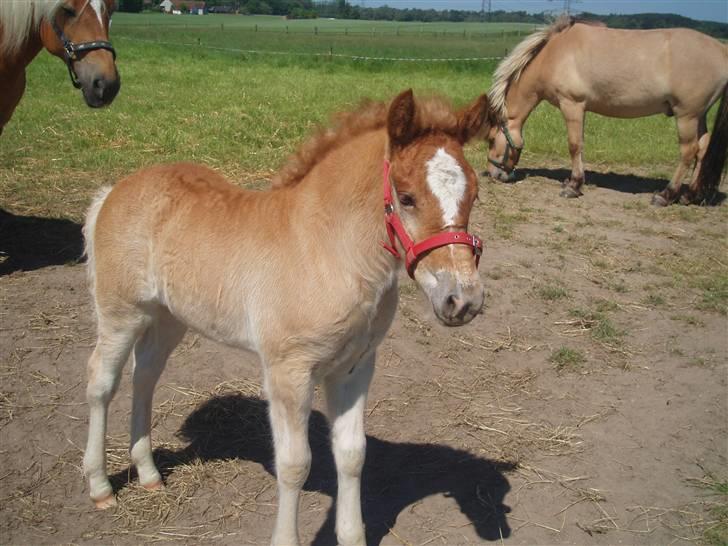 Anden særlig race Almira (Solgt) billede 4