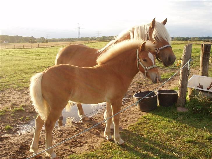 Anden særlig race Almira (Solgt) billede 5