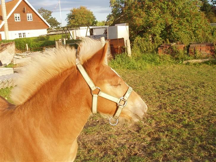 Anden særlig race Almira (Solgt) billede 6