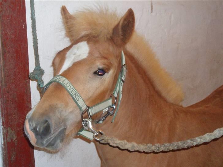 Anden særlig race Almira (Solgt) billede 7