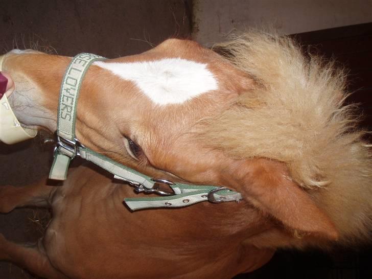 Anden særlig race Almira (Solgt) billede 8