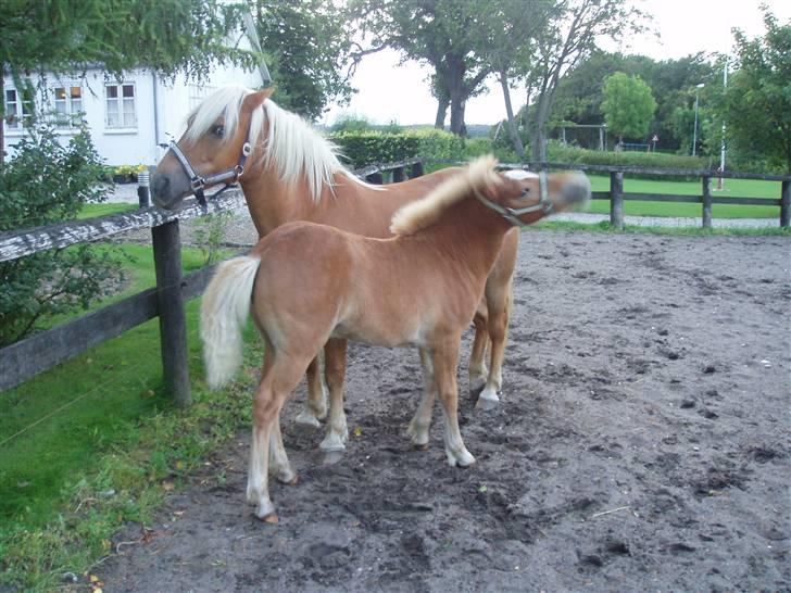 Anden særlig race Almira (Solgt) billede 9