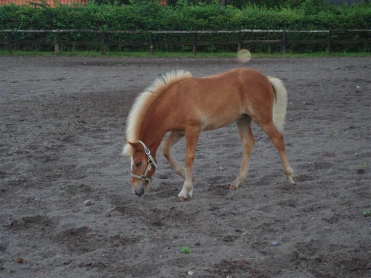 Anden særlig race Almira (Solgt) billede 10