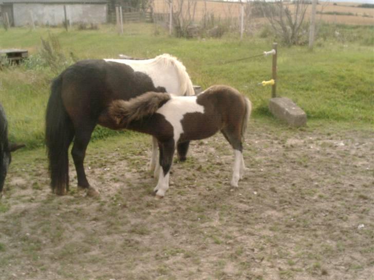 Shetlænder bianca /R.I.P billede 16