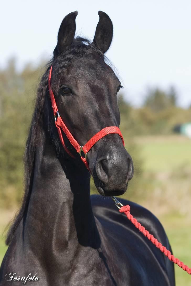 Frieser R.I.P. Mayke van de Berken Heove - 8/10-07: Mayke s smukke hoved (Tosafoto) billede 1