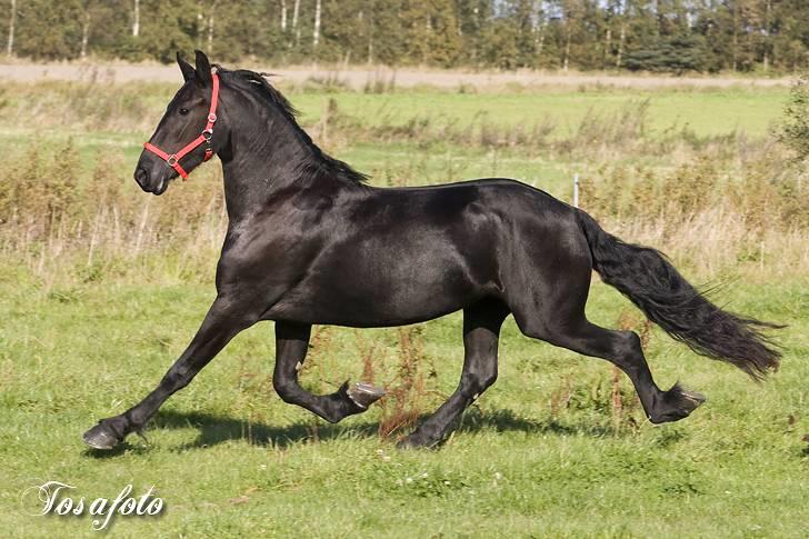 Frieser R.I.P. Mayke van de Berken Heove - 8/10-07: Mayke viser sin flotte gang (tosafoto) billede 4