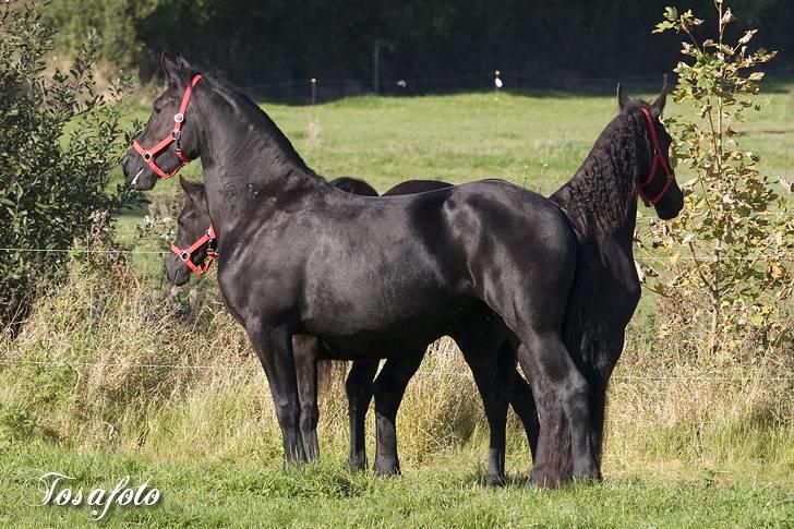 Frieser R.I.P. Mayke van de Berken Heove - 8/10-07: Mayke, Karolyne og Wendy på fold.. (tosafoto) billede 6
