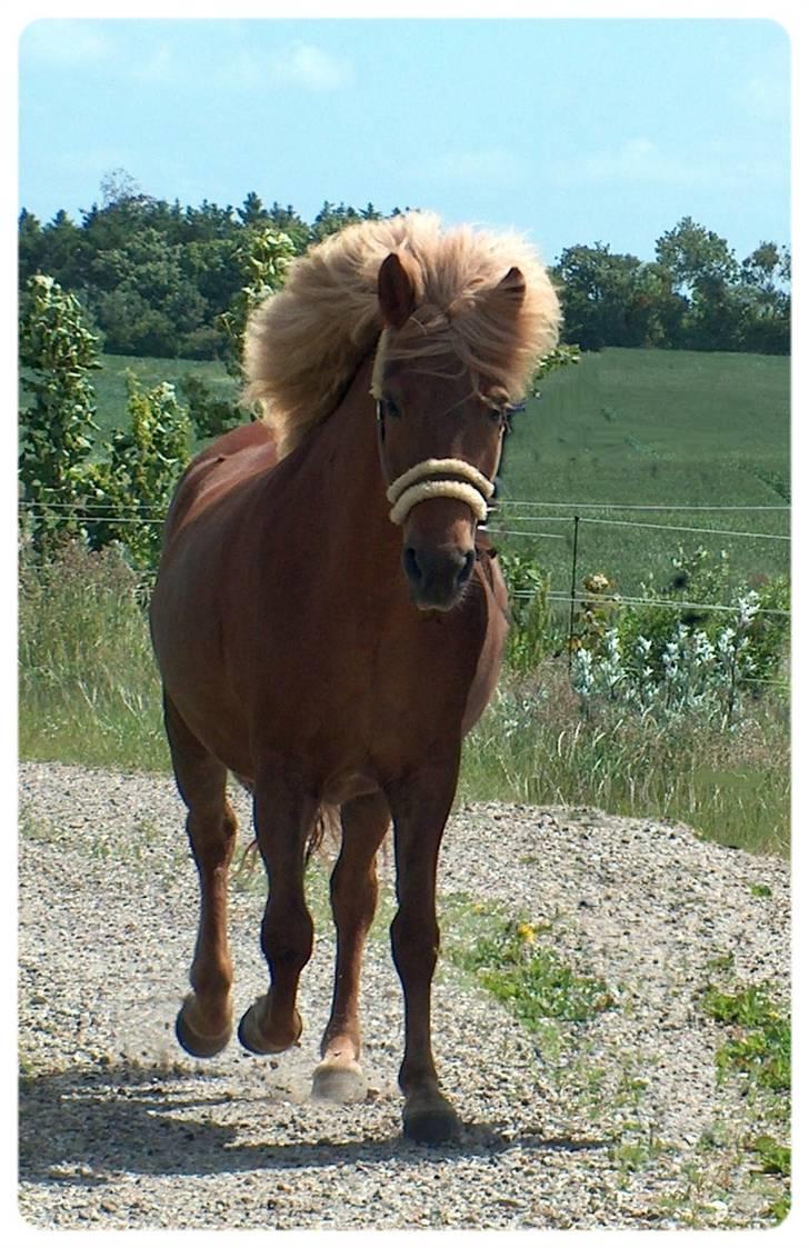 Islænder Frenja fra Ellidshøj  - Velkommen til Frenjas profil billede 1