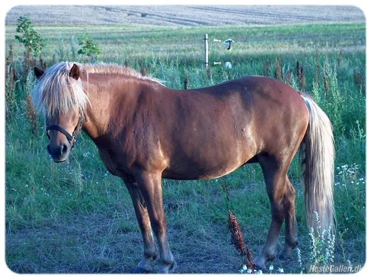 Islænder Frenja fra Ellidshøj  - Sommer 2007 billede 2