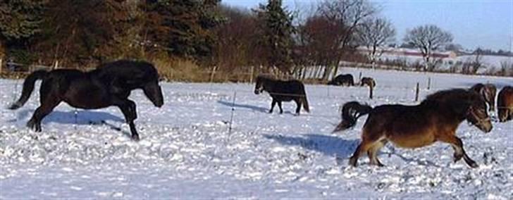 Anden særlig race Tarzan (Brumbassen) R.I.P billede 10