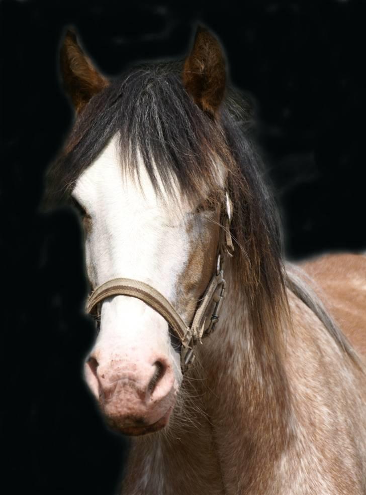 Irish Cob Frilenis Diamond *solgt* billede 1