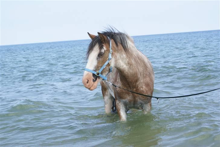 Irish Cob Frilenis Diamond *solgt* billede 4