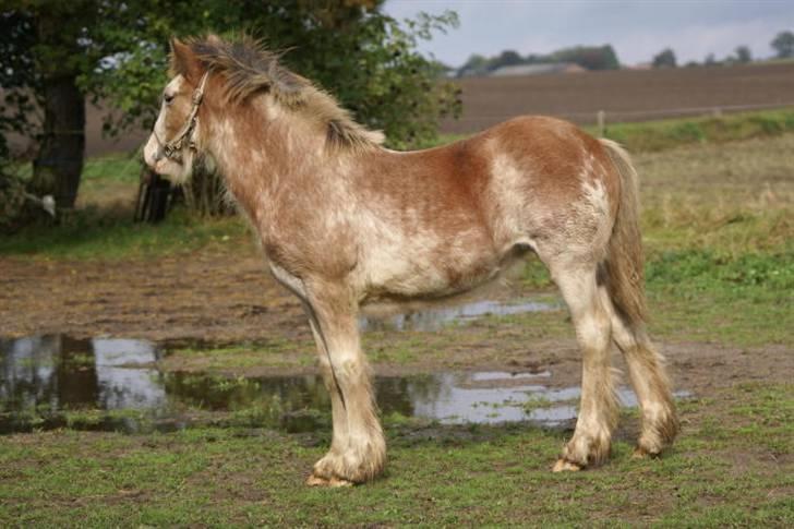 Irish Cob Frilenis Diamond *solgt* billede 5