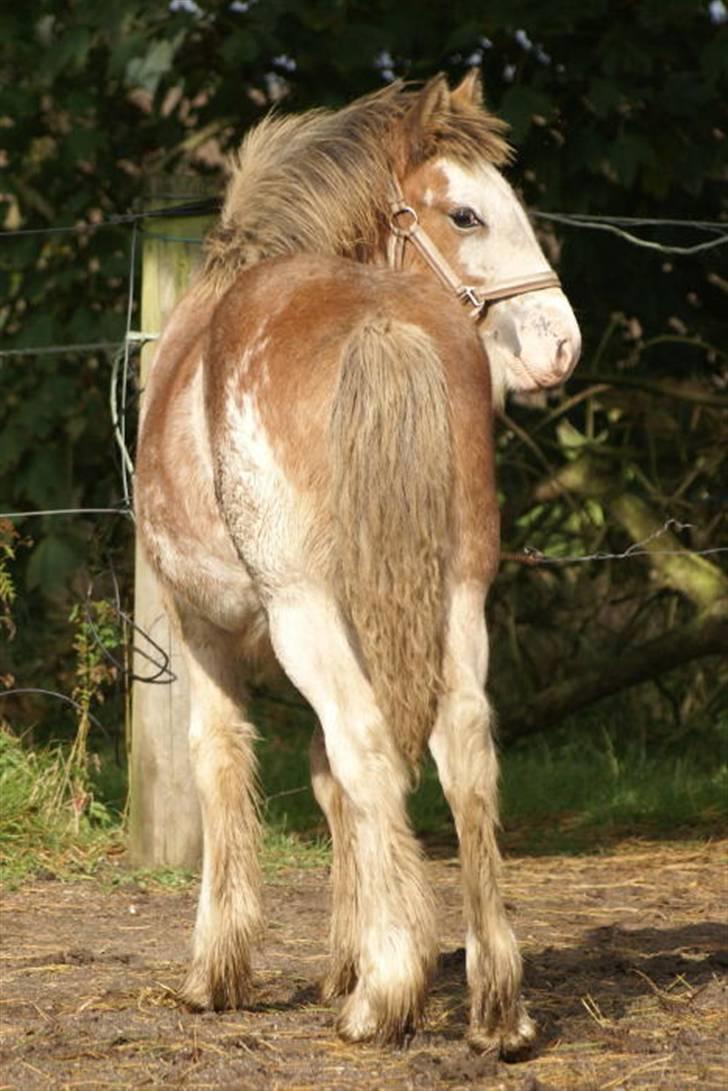 Irish Cob Frilenis Diamond *solgt* - Læg mærke til de asymmetriske aftegn op af lårene. Når enden er god ....  billede 6