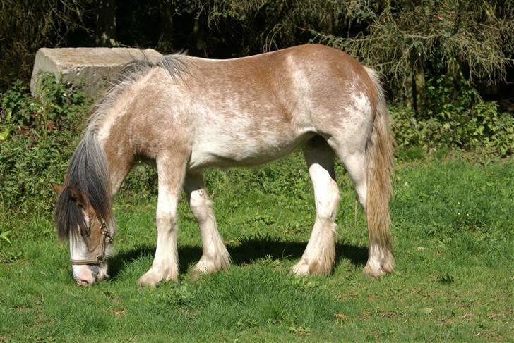 Irish Cob Frilenis Diamond *solgt* billede 7