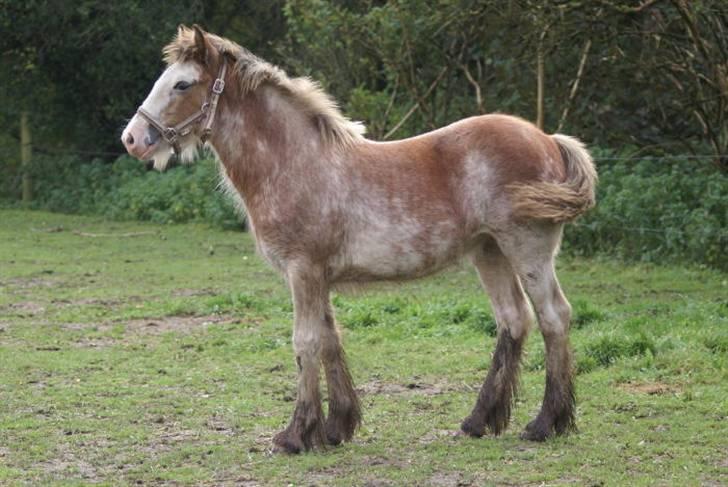 Irish Cob Frilenis Diamond *solgt* billede 8