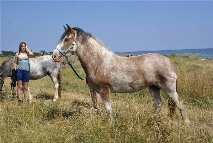 Irish Cob Frilenis Diamond *solgt* billede 10