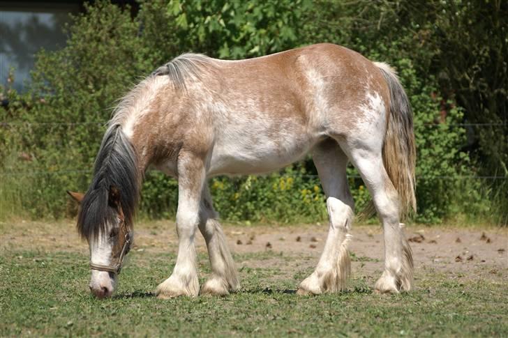 Irish Cob Frilenis Diamond *solgt* billede 12