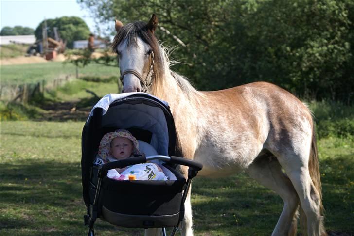Irish Cob Frilenis Diamond *solgt* billede 13