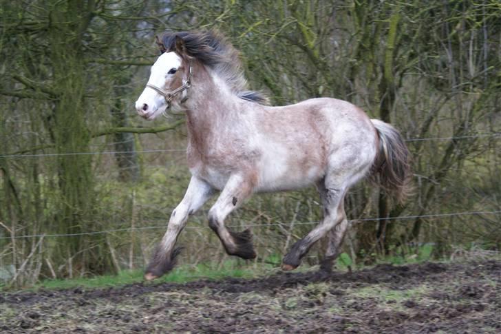 Irish Cob Frilenis Diamond *solgt* billede 14